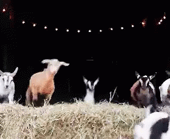 goat-deer.gif