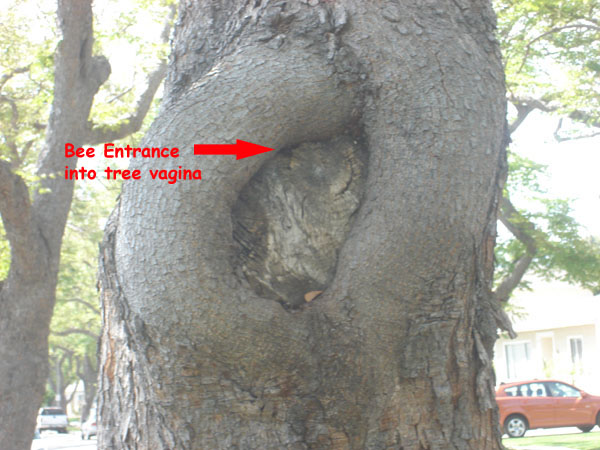 BEE TREE copy.jpg